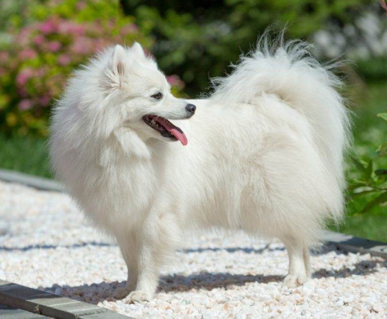 Японский шпиц: фото собаки, описание породы - japanesespitz.ru