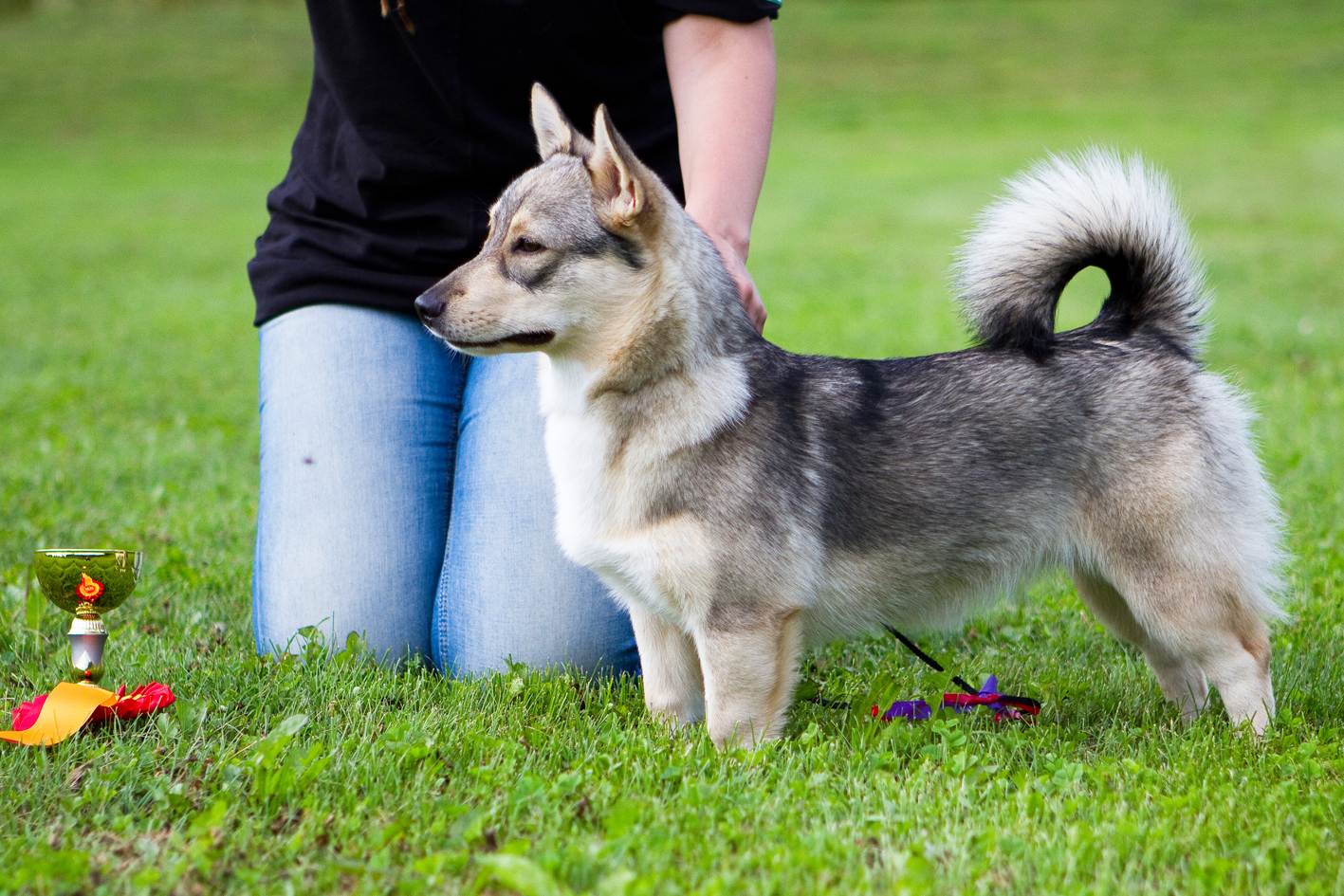 Шведский вальхунд - описание породы и характер собаки
