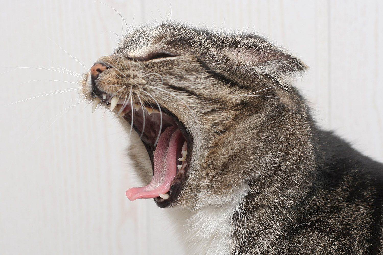 7 причин, из-за чего кошка тяжело дышит - что делать