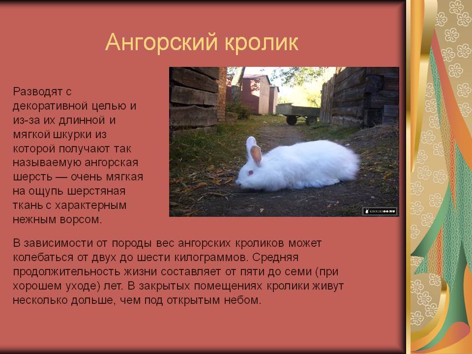 Ангорский кролик: описание породы, уход, кормление, разведение, покупка