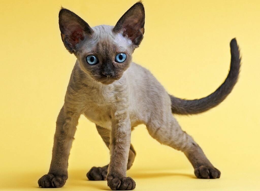 Гипоаллергенные породы кошек: характер, внешний вид, заболевания