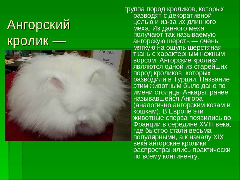 Ангорские кролики: фото, описание породы, интересные факты