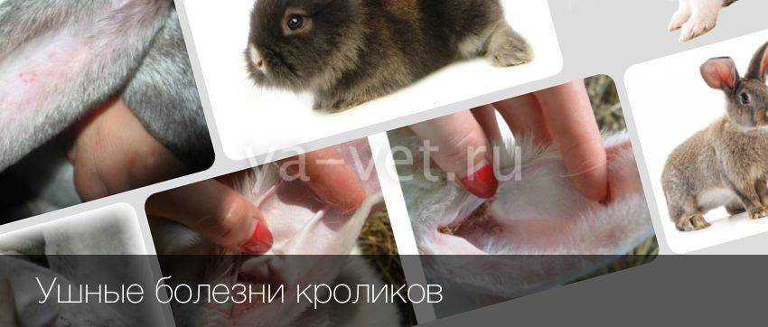 Болезни кроликов симптомы и их лечение +фото, чем болеют и что делать, заболевания опасные для человека - kotiko.ru