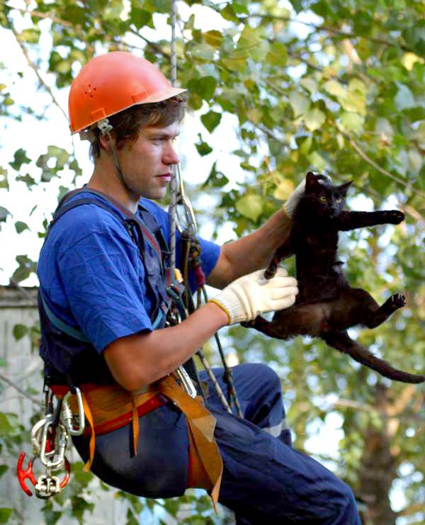 Как снять с высокого дерева котенка или взрослую кошку, какая служба поможет и сколько это стоит?