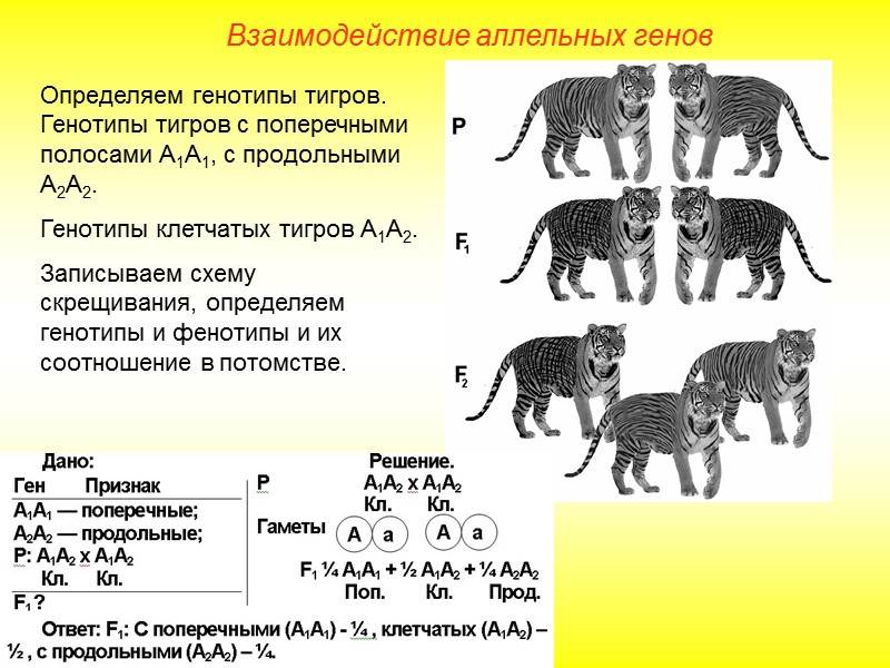 Сколько хромосом у собак и кошек