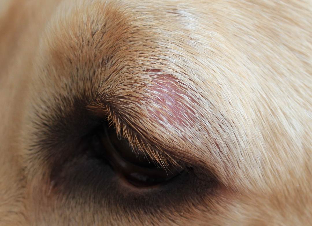 Розовый лишай у собак: причины, симптомы, лечение | ваши питомцы