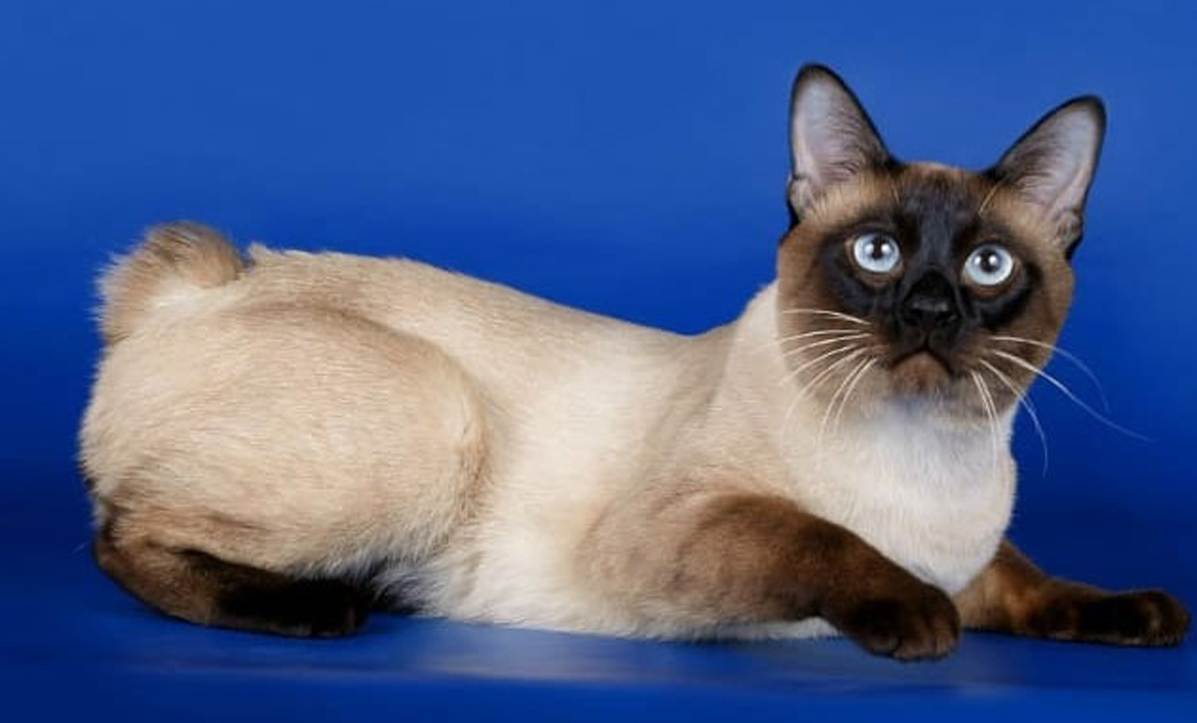 Порода кошек бобтейл — характеристика и описание породы кошек без хвоста