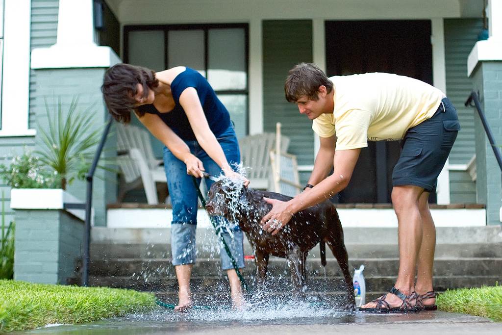 Инструкция как мыть собаку правильно — как часто и чем мыть ⋆ собакапедия