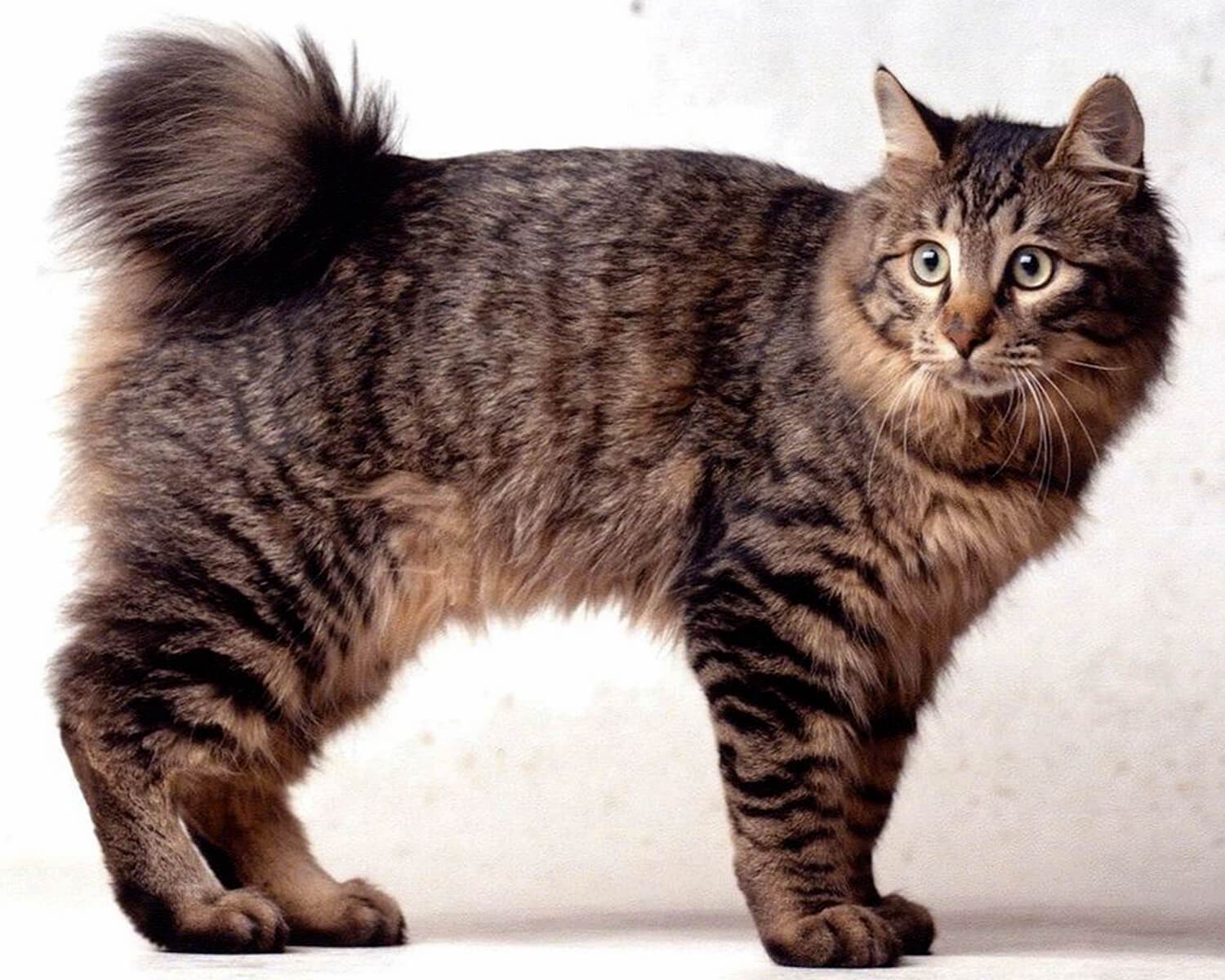 Курильский бобтейл или кошка «без хвоста». описание породы, фото