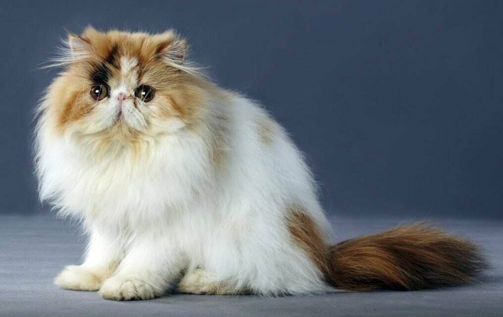 Персидская кошка - 90 фото вариантов описания и характер породы