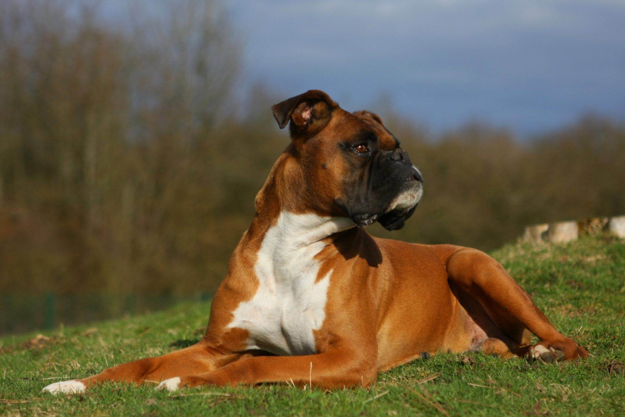 Боксер: описание породы, характер собаки и щенка, фото, цена