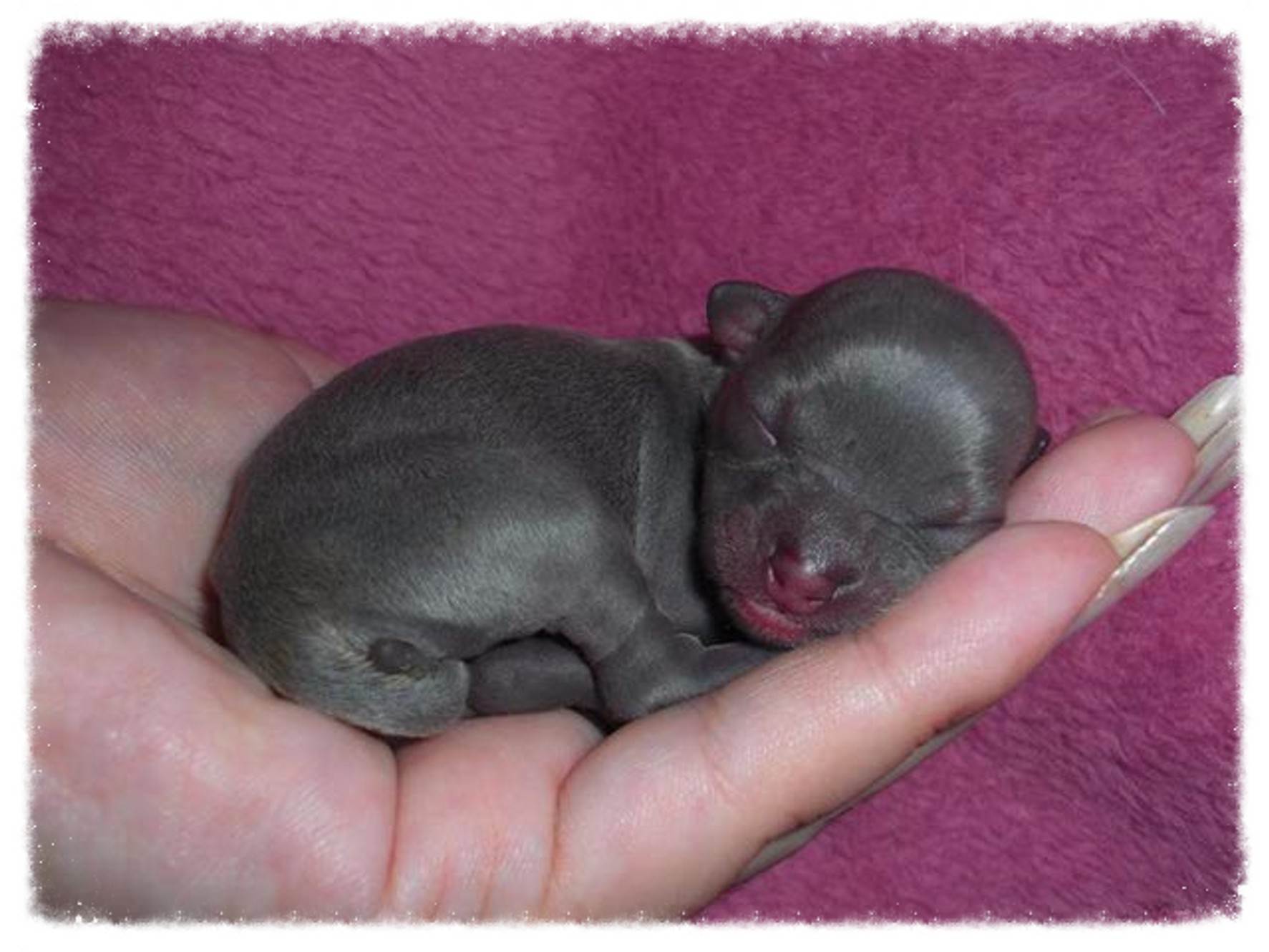Новорожденные без матери щенки. Новорожденный щенок чихуахуа. Новорожденные щенки чихуахуа. Новорожденные щенки чихуахуа мини. Новорожденные щенки ксоло.
