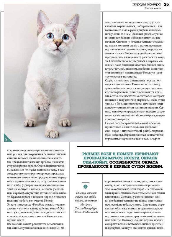 ᐉ бамбино - описание пород котов - ➡ motildazoo.ru