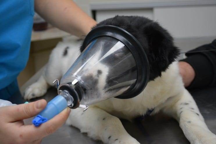 Наркоз кошкам и собакам - виды и этапы анестезии
