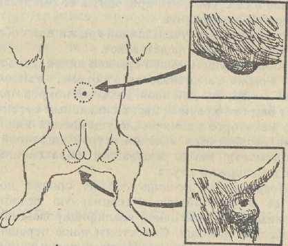 Что такое крипторхизм. Пупочная грыжа у чихуахуа. Пахово мошоночная грыжа собаки. Промежностная грыжа у чихуахуа. Паховая грыжа у собаки схема.