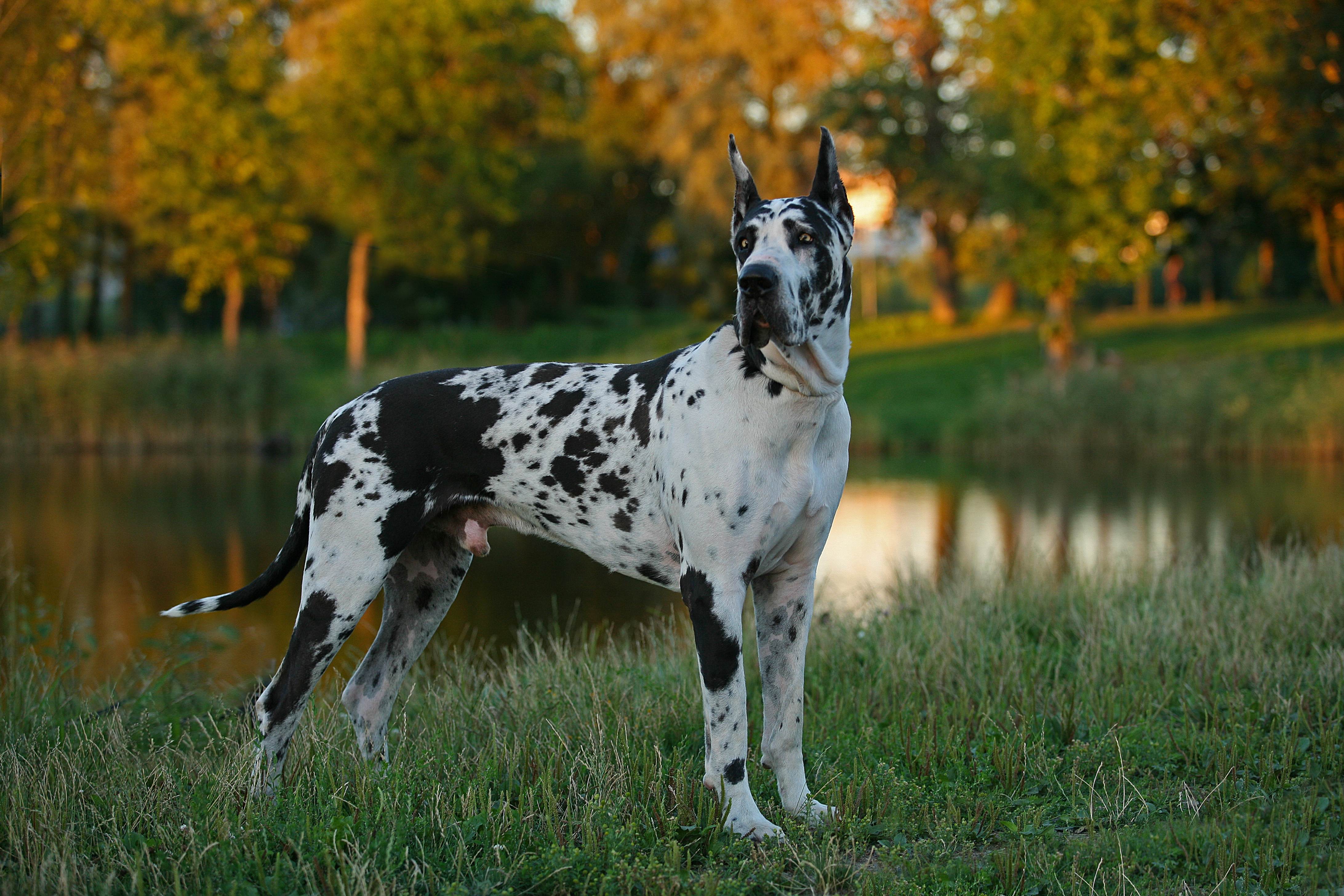 Описание породы собак немецкий дог: характер, уход, предназначение
