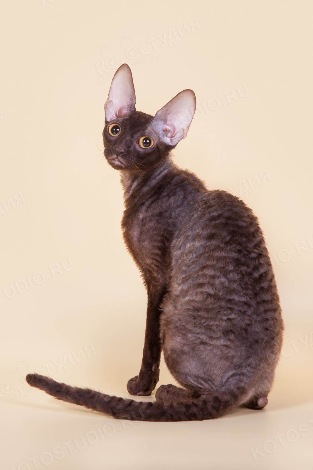 Корниш-рекс: описание породы, характер кошки, советы по содержанию и уходу, фото, отзывы