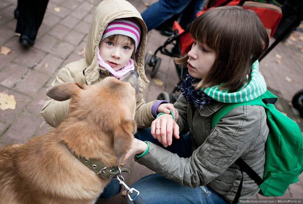 Собачий «ангел». что стало с бывшим «концлагерем» для собак в белгородском районе?