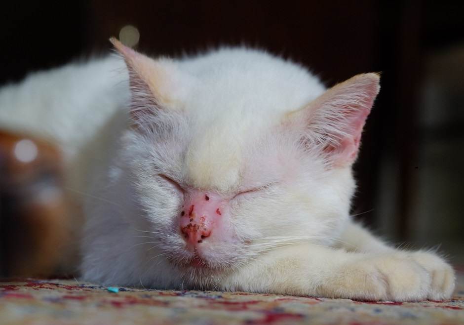 Пищевая аллергия у кошек: симптомы и лечение