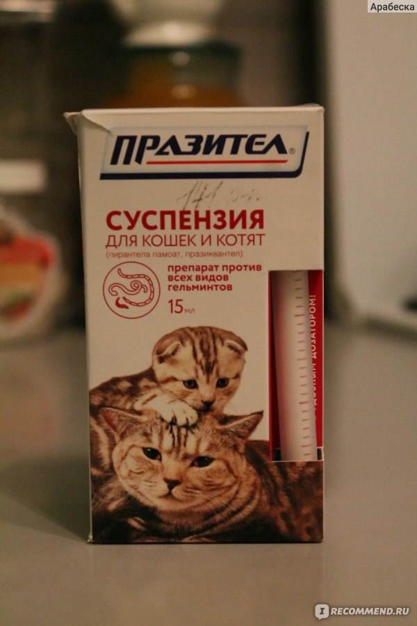Дегельминтизация кошек: что это такое, зачем и как часто проводят антипаразитарную обработку