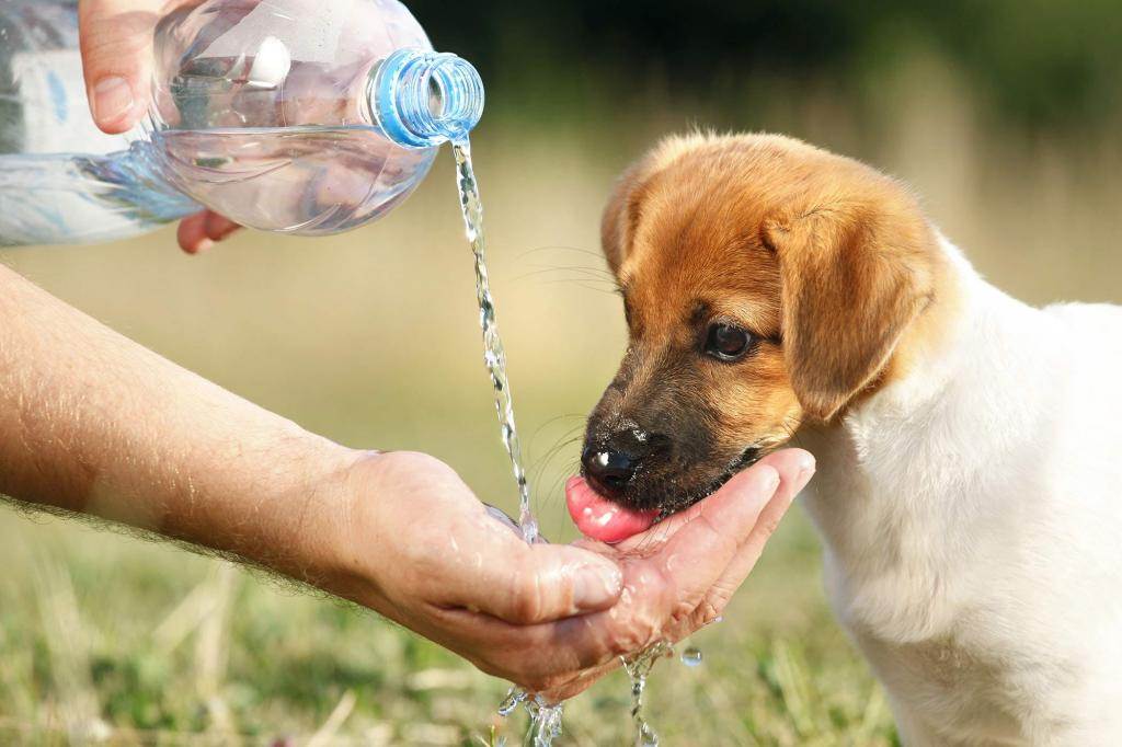 Почему собака не пьет воду - причины, что делать если только ест | petguru