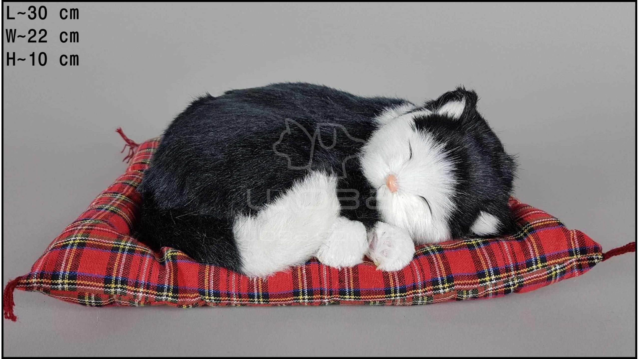 В постели с котом: 	почему питомцу нельзя спать с хозяином