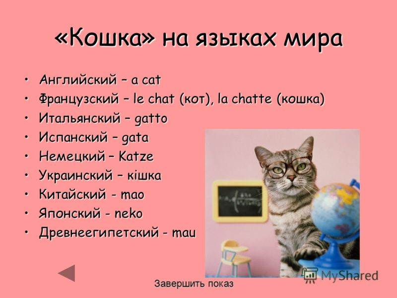 12500 cat names for your kitten - popular names for cats