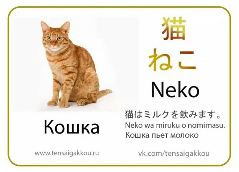 Японские клички для котов мальчиков со значением