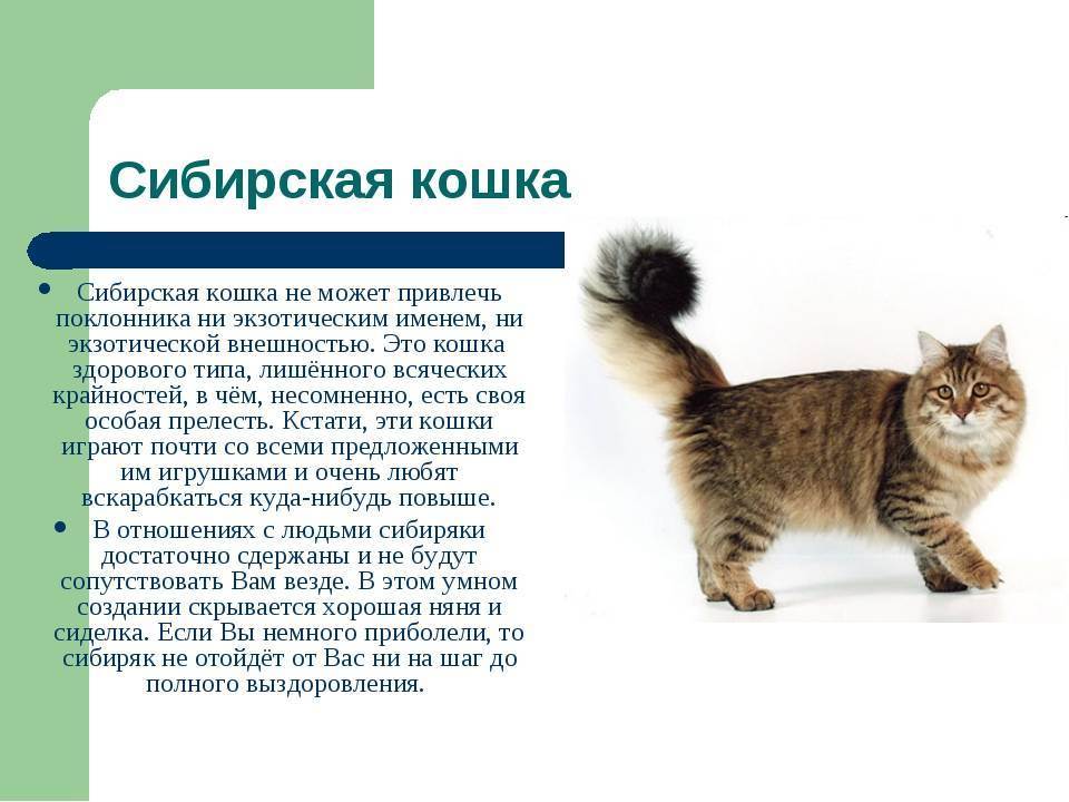 Кошки пиксибоб: описание породы, характер, особенности ухода, история выведения