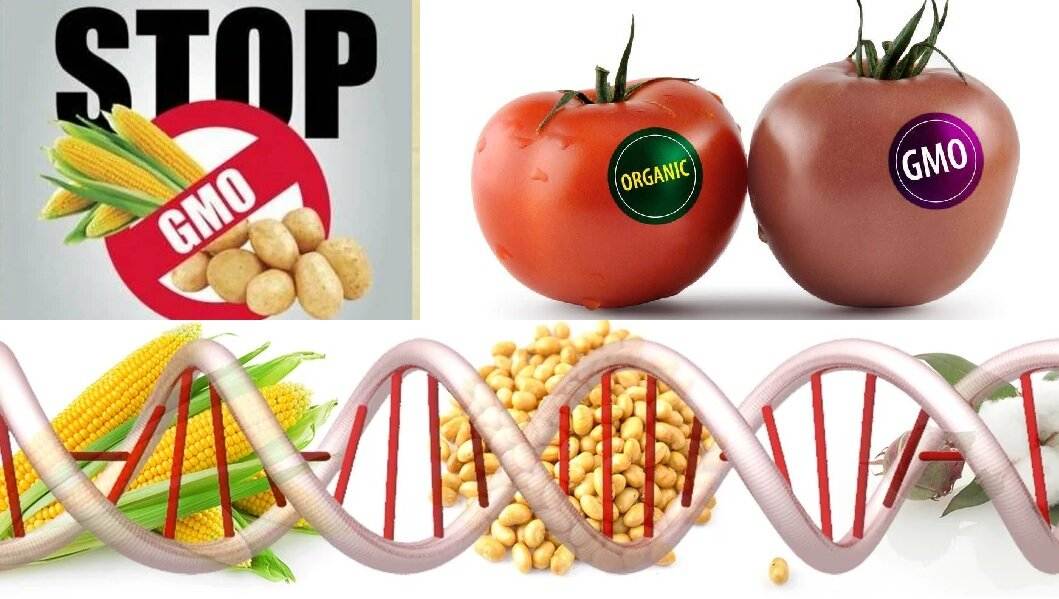 Что означает маркировка «без гмо»: опасности генной инженерии | food and health