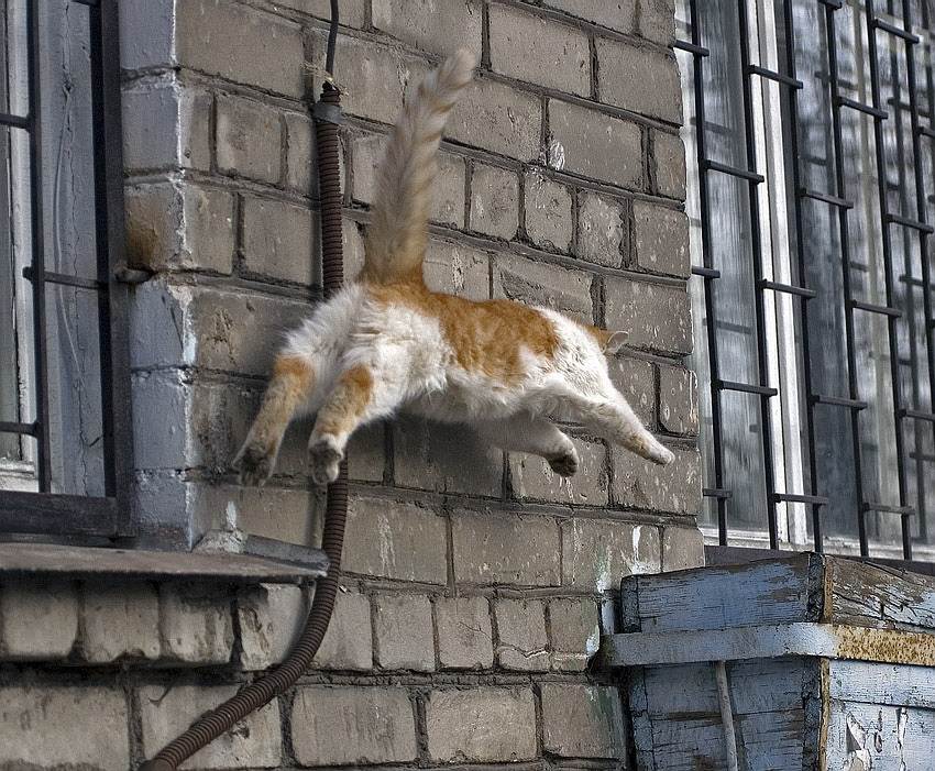 Что делать, если кошка потерялась на даче? как найти кота на даче