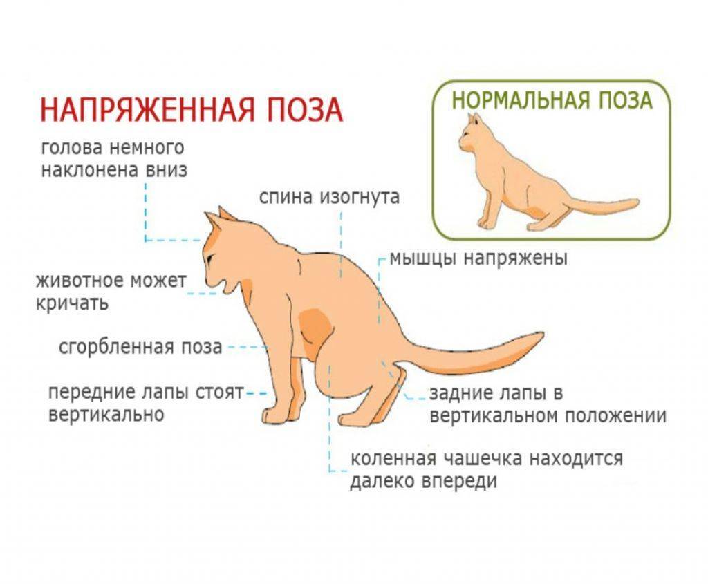 Ожоги у кошек и котов: виды, симптомы и первая помощь