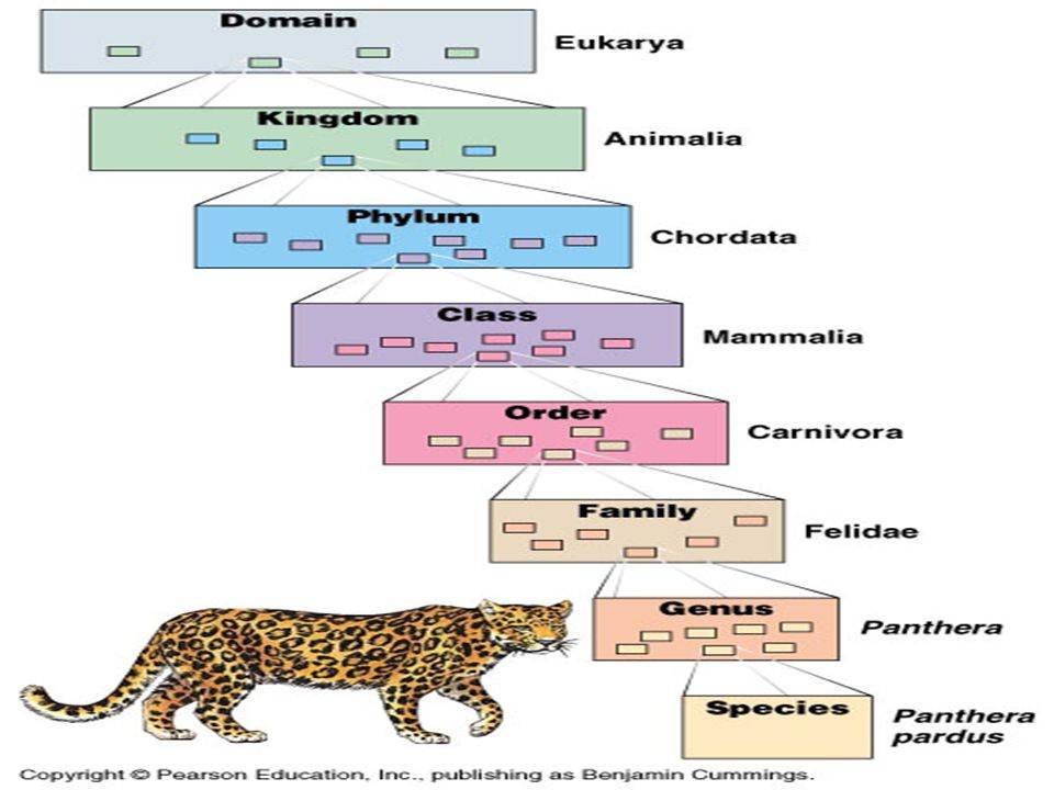 Семейство кошачьих: разновидности животных