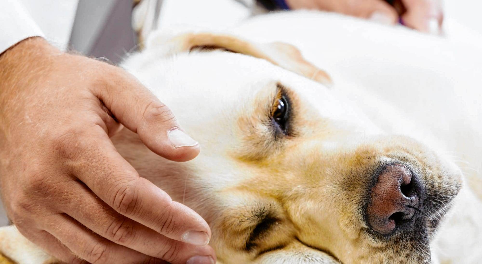 Собака часто дышит – что делать при учащенном дыхании? 2022