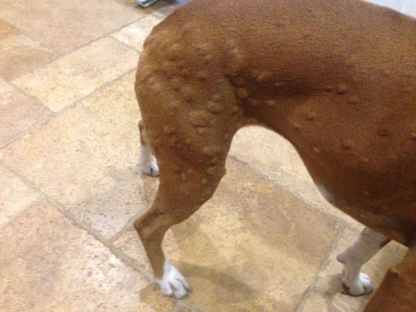 Аллергия у собак (45 фото): какие признаки, проявление, что дать щенку, какое лекарство, пищевая, противоаллергические таблетки и препараты - питомец