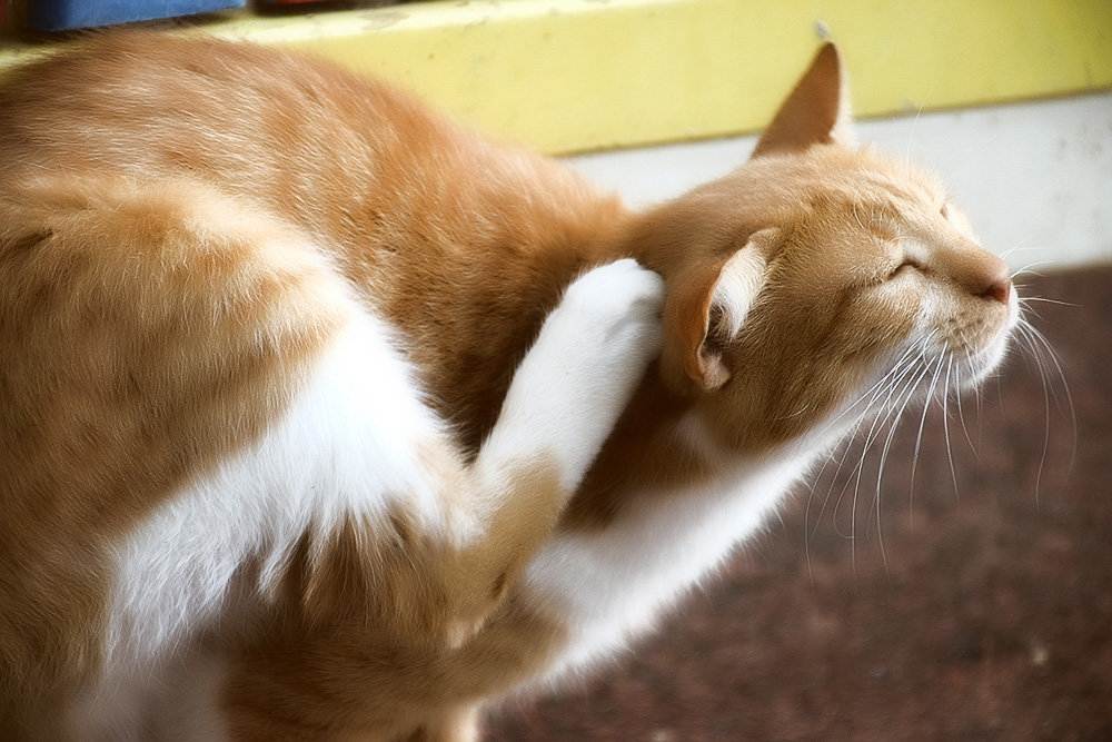 Почему кошка трясет или дергает хвостом: 10 причин