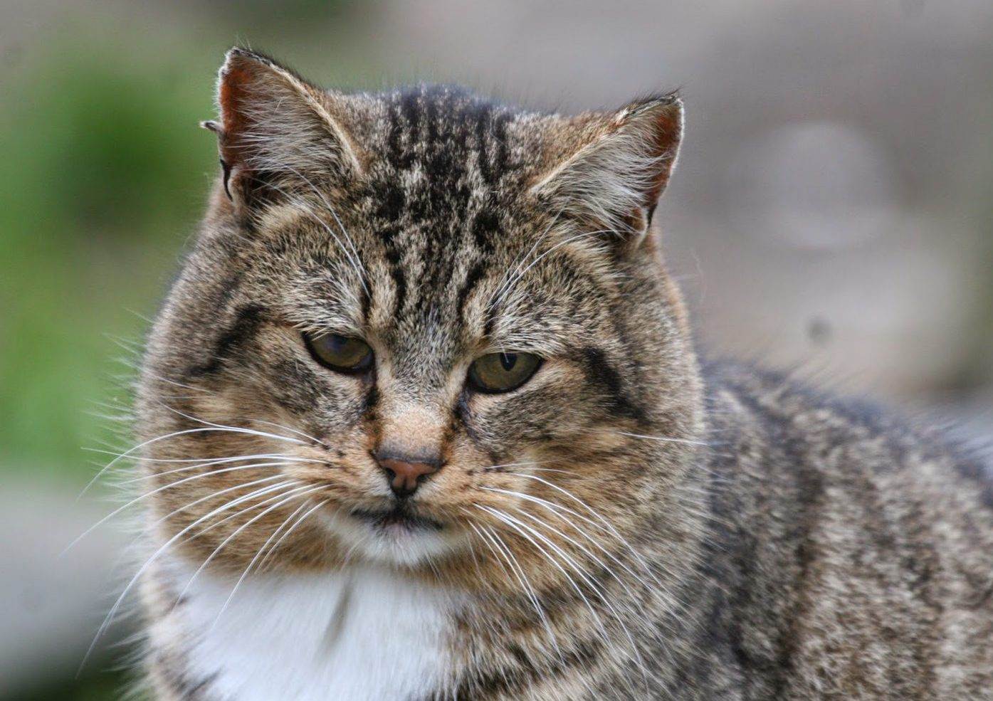 Лесной европейский кот: описание, характер, среда обитания и образ жизни, фото