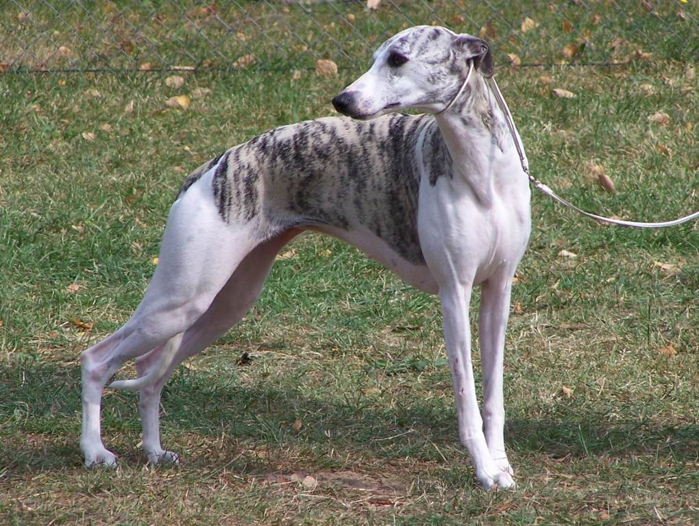 Собака породы уиппет (малая английская борзая). описание, особенности, уход