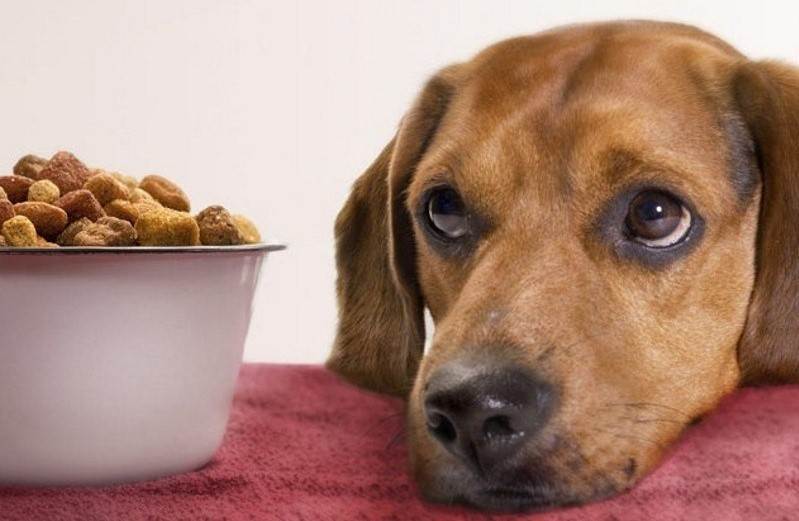 Собака плохо ест, вялая: что делать, причины отказа от еды