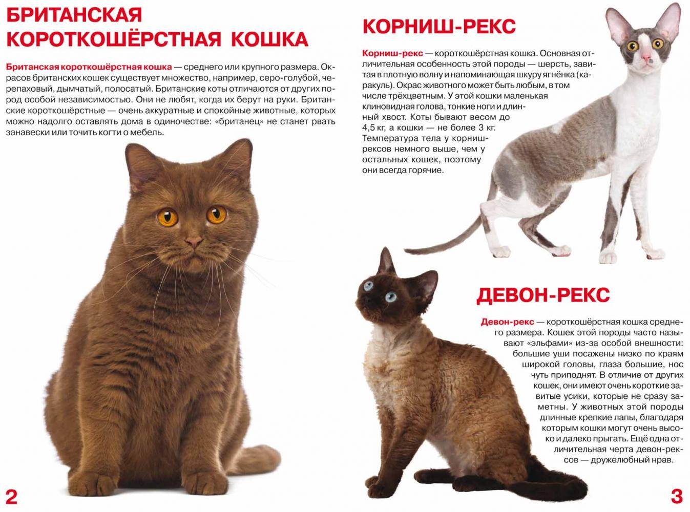 Самая большая порода кошек: знакомство с рекордсменами