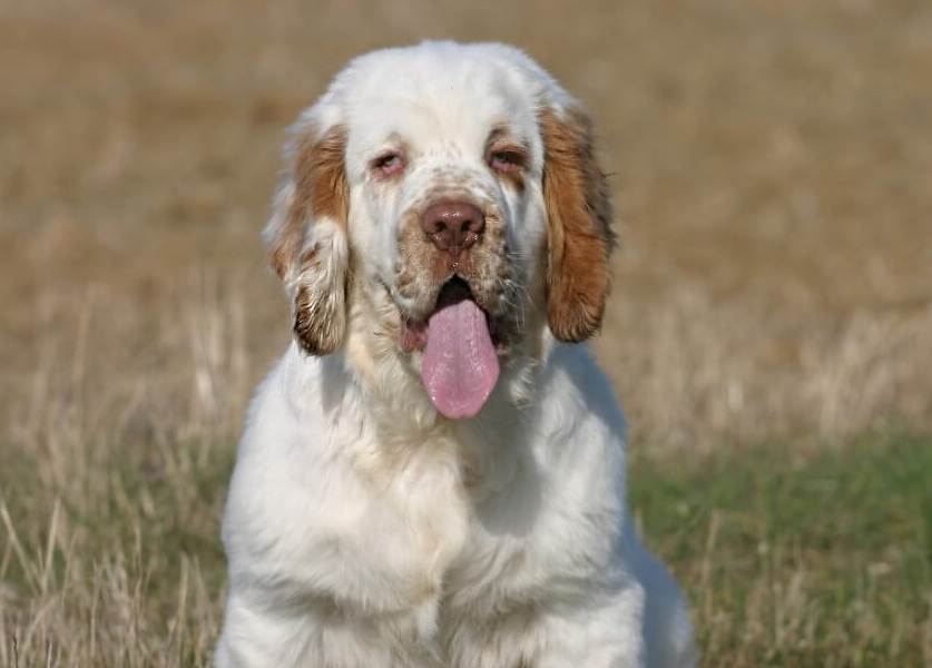 Кламбер-спаниель - собака "тяжеловес". 30 фото, история породы, воспитание уход и темперамент