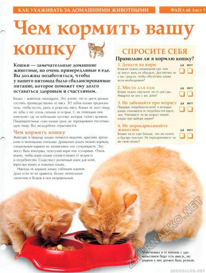 Кормление кошки — правила и советы