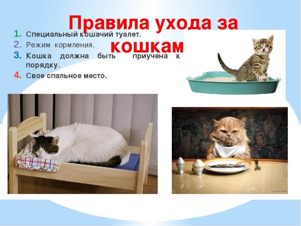 Как правильно ухаживать за кошками. основные принципы - kisa.su