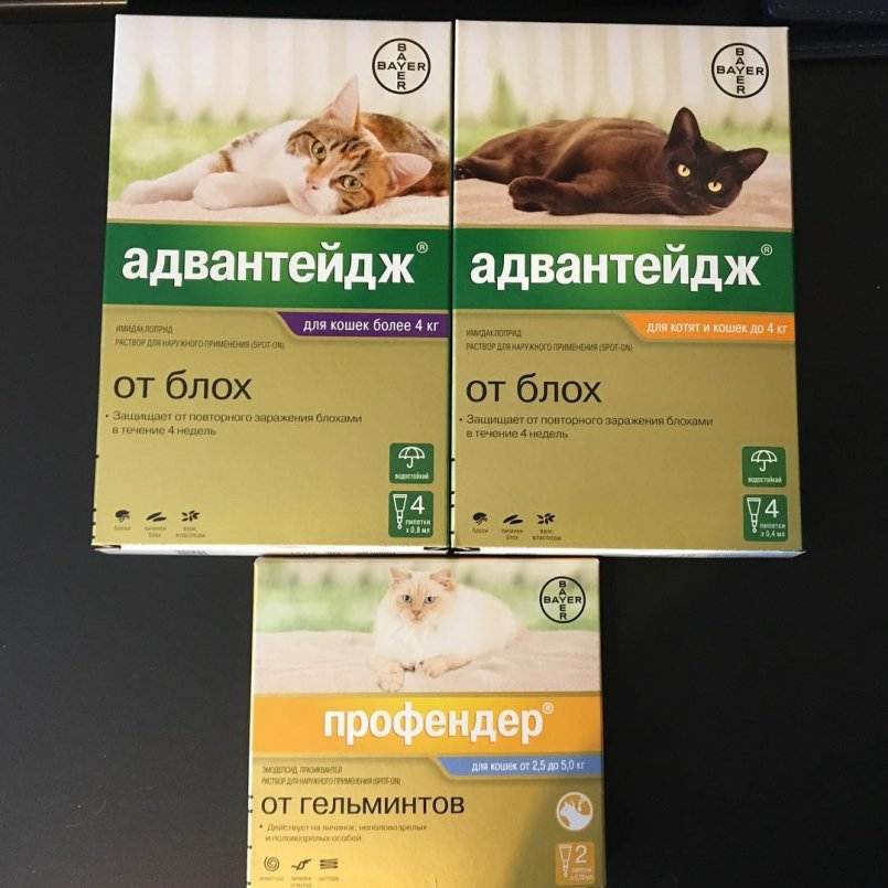 Адвантейдж для кошек: инструкция и отзывы о применении препарата
