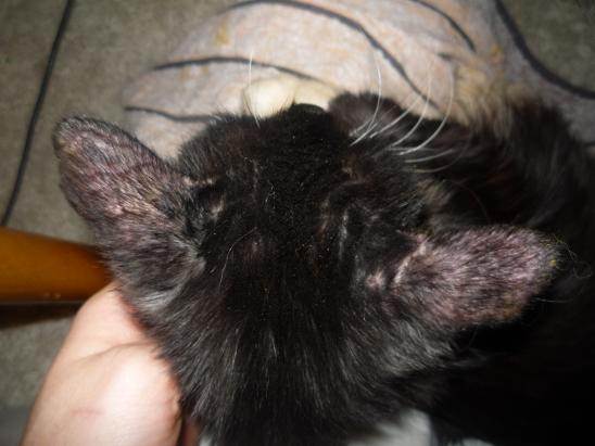 Кожный рог у кошек: причины и лечение