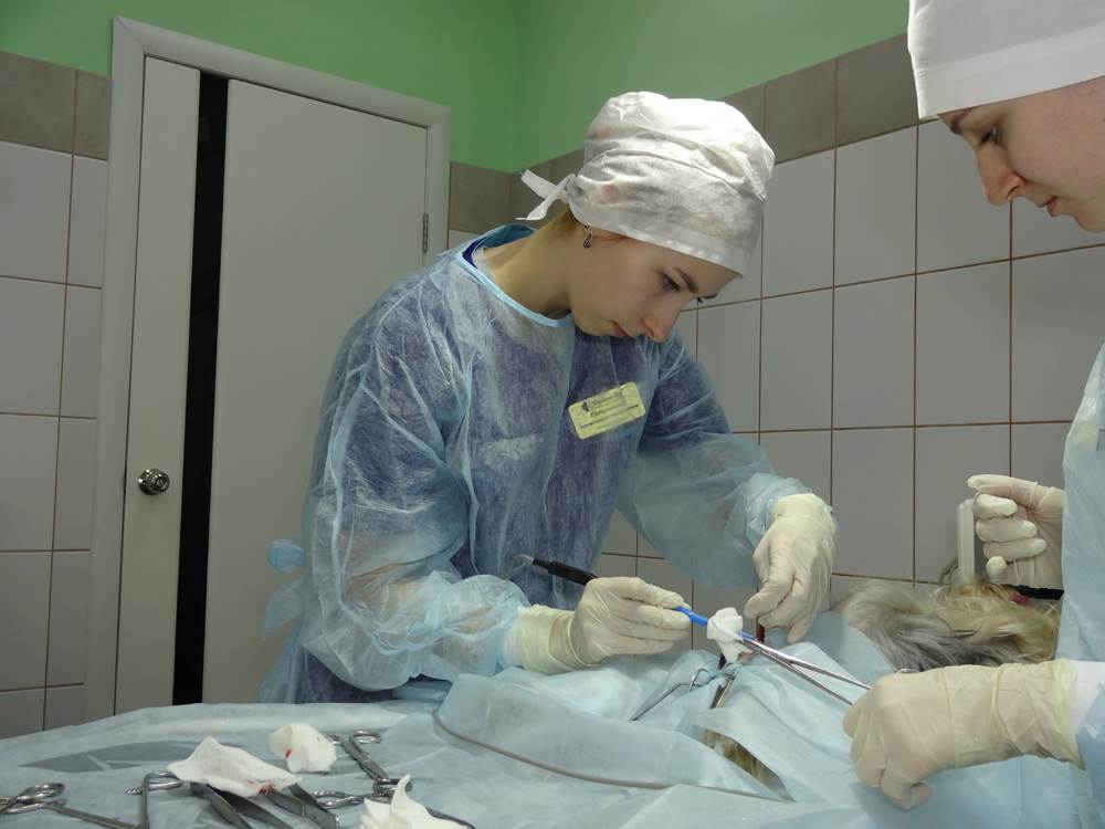 Лапароскопия (жесткая эндоскопия) в ветеринарной лечебнице санавет (г. москва)