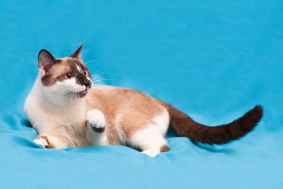 Рассмотрите фотографию кошки породы сноу шу. Сноу Шу. Сиамский Сноу-Шу. Сноу-Шу кошка. Порода котов Сноу Шу.