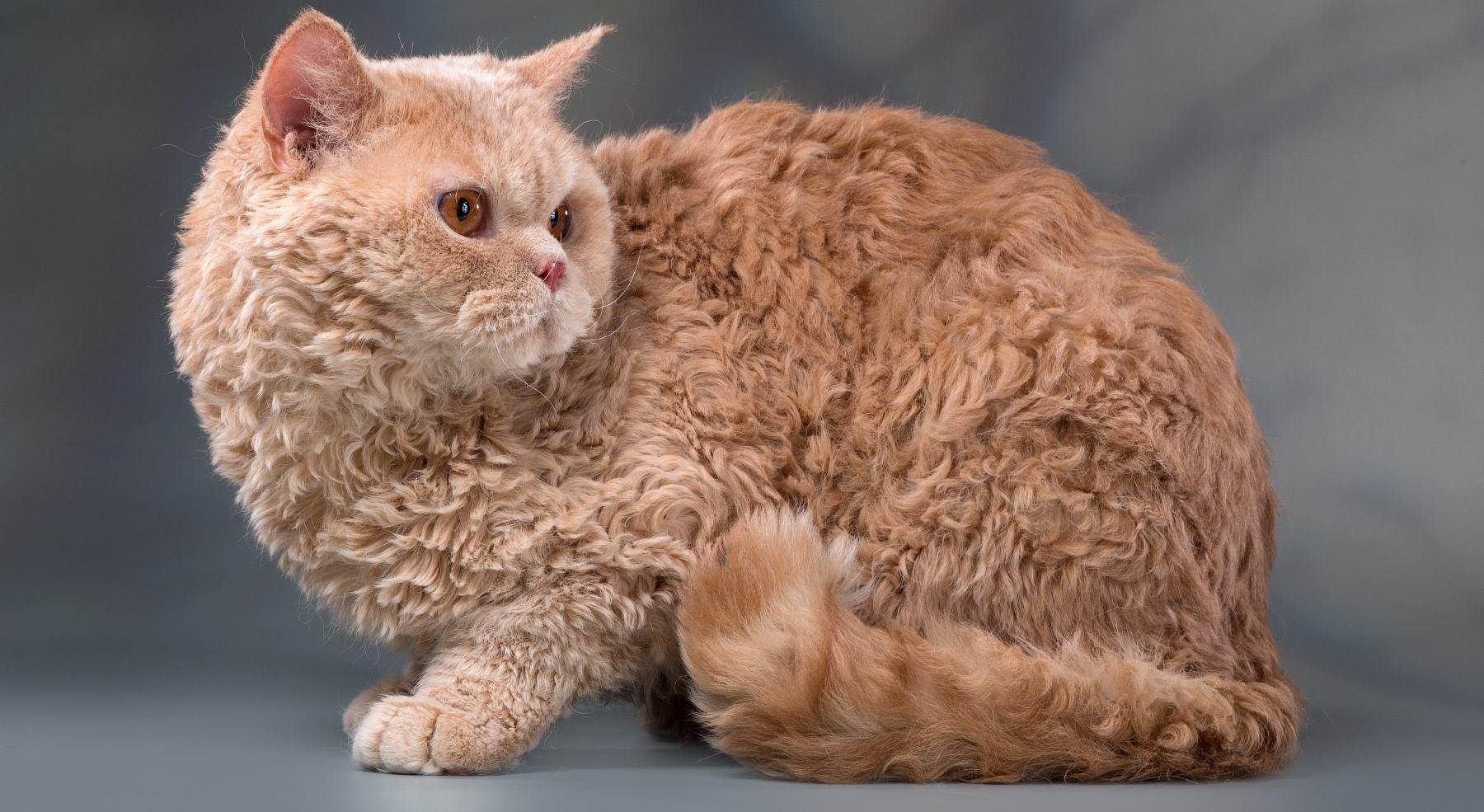 8 пород кудрявых кошек: самые популярные породы и их особенности