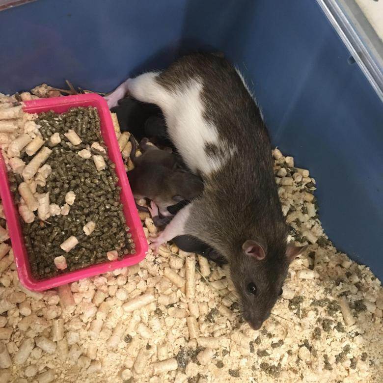 Все о крысе дамбо: описание, виды, уход и содержание, чем кормить