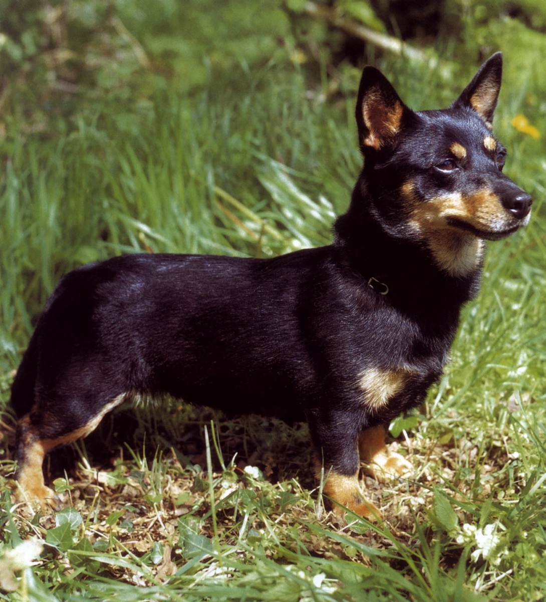 Ланкаширский хилер – энциклопедия о собаках